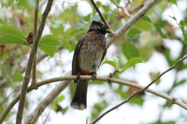 one Red Vented Bulbul bird or one bird sitting on the tree or tree branch on the morning with white background