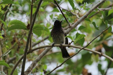 one Red Vented Bulbul bird or one bird sitting on the tree or tree branch on the morning with white background