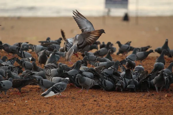 鸽子在海滩上飞舞 Elliot海滩 Besant Nagar海滩 — 图库照片