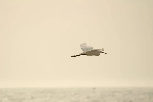 Sabahları Chennai Besant Elliot Plajında Tek Bir Beyaz Turna Kuşu — Stok fotoğraf