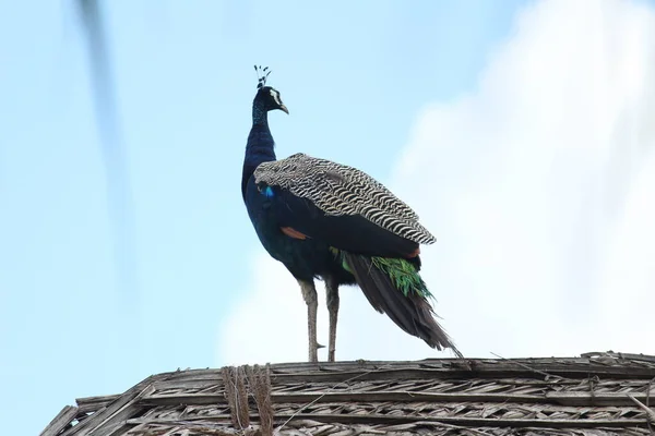 Beautiful elegant female peacock standing in top of the house or cottage/hovel with clouds in the background