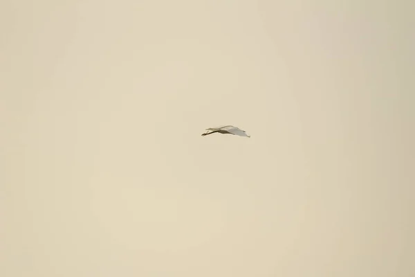 Jediný Bílý Jeřáb Pták Stojící Nebo Hledající Nebo Rybaření Pláži — Stock fotografie