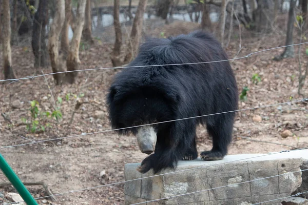 stock image Indian bear at Bannerghatta national park Bangalore standing in the zoo. forest Wildlife sanctuaries in Karnataka India