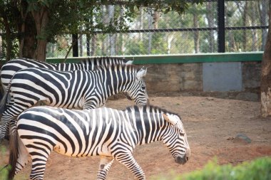 Bannerghatta Ulusal Parkı 'ndaki Zebra Hindistan hayvanat bahçesinde duruyor. Karnataka Hindistan 'daki Orman Vahşi Yaşam Sığınakları