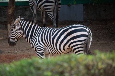 Bannerghatta Ulusal Parkı 'ndaki Zebra Hindistan hayvanat bahçesinde duruyor. Karnataka Hindistan 'daki Orman Vahşi Yaşam Sığınakları