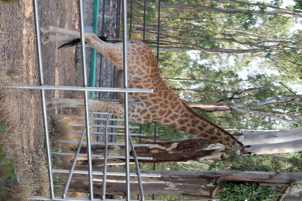 Giraffe Bannerghatta Nationaal Park Bangalore Staan Dierentuin Bos Wildlife Heiligdommen — Stockfoto