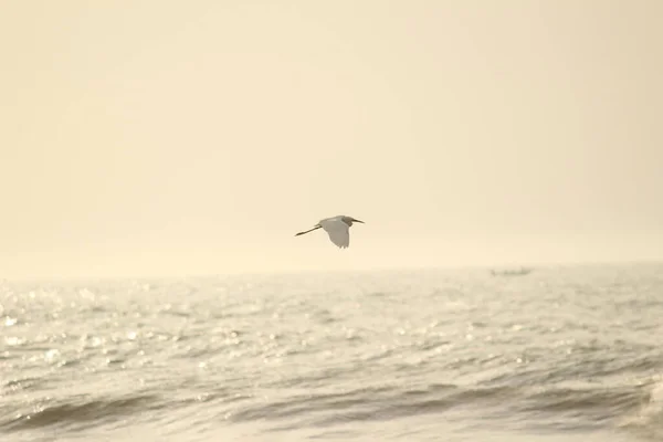 Λευκό Γερανό Που Στέκεται Ψάχνει Ψαρεύει Στην Παραλία Πρωί Στην — Φωτογραφία Αρχείου