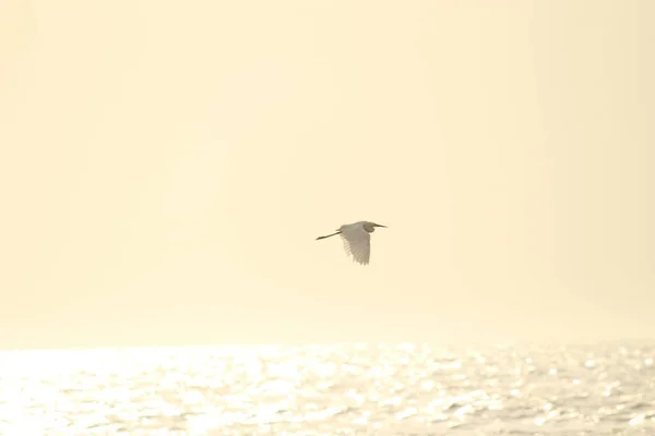 Solo Pájaro Grúa Blanca Pie Busca Pesca Playa Por Mañana —  Fotos de Stock