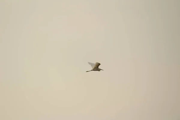 Solo Pájaro Grúa Blanca Pie Busca Pesca Playa Por Mañana —  Fotos de Stock