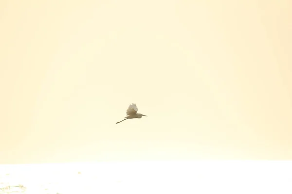 Solo Pájaro Grúa Blanca Pie Busca Pesca Playa Por Mañana — Foto de Stock