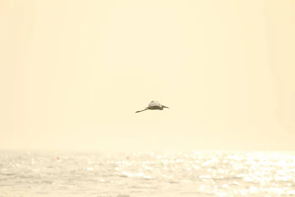 Single Witte Kraanvogel Staan Zoeken Vissen Het Strand Ochtend Chennai — Stockfoto