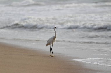 Sabahları Chennai Besant Elliot 'un plajında tek bir beyaz turna kuşu durur, arar ya da balık tutar.