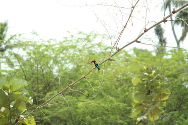 Beyaz boğazlı kralbalıkçısı (Halcyon smyrnensis) ağaçta oturan beyaz göğüslü kralbalıkçı olarak da bilinir.