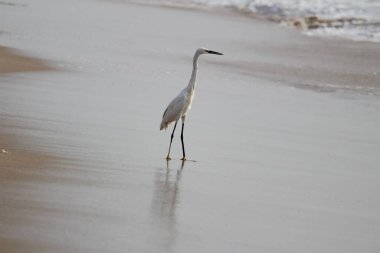 Sabahları Chennai Besant Elliot 'un plajında tek bir beyaz turna kuşu durur, arar ya da balık tutar.