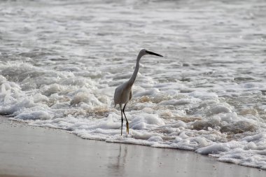 Sabahları Chennai Besant Elliot 'un plajında tek bir beyaz turna kuşu durur, arar ya da balık tutar.