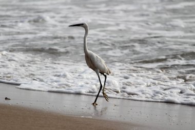 Sabahları Chennai Besant Elliot 'un plajında tek bir beyaz turna kuşu durur, arar ya da balık tutar.