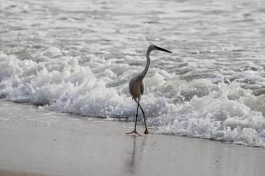 Sabahları Chennai Besant Elliot 'un plajında tek bir beyaz turna kuşu durur, arar ya da balık tutar.