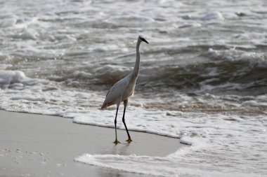 Sabahları Chennai Besant Elliot 'un plajında tek bir beyaz turna kuşu durur, arar ya da balık tutar.
