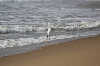 Sabahları Chennai Besant Elliot 'un plajında tek bir beyaz turna kuşu durur, arar ya da balık tutar.