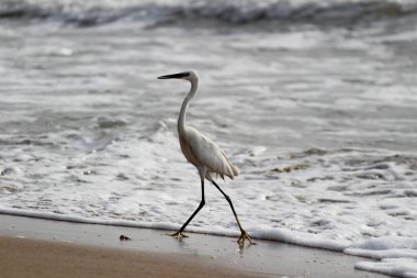 Sabahları Chennai Besant Elliot 'un plajında tek bir beyaz turna kuşu durur, arar ya da balık tutar.