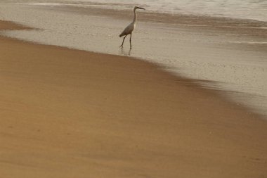 Sabahları Chennai Besant Elliot 'un plajında tek bir beyaz turna kuşu durur, arar ya da balık tutar.