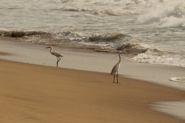 Sabahları Chennai 'de iki turna kuşu ayakta, arıyor ya da balık tutuyor.
