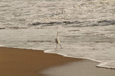Sabahları Chennai Besant Elliot 'un plajında tek bir beyaz turna kuşu durur, arar ya da balık tutar.
