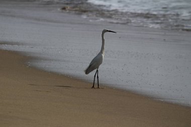 Sabahları Chennai Besant Elliot 'un plajında tek bir beyaz turna kuşu durur, arar ya da balık tutar.