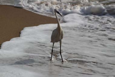 Sabahları Chennai Besant Elliot 'un plajında tek bir beyaz turna kuşu durur, arar ya da balık tutar.