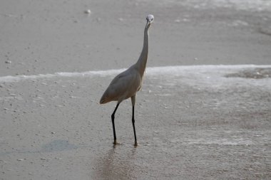 Sabahları Chennai Besant Elliot 'un plajında tek bir beyaz turna kuşu durur, arar ya da balık tutar.