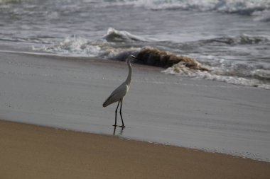 Sabahları Chennai Besant Elliot 'un plajında tek bir beyaz turna kuşu durur, arar ya da balık tutar.