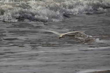 Sabahları Chennai Besant Elliot 'un plajında tek bir beyaz turna kuşu durur, arar ya da balık tutar.