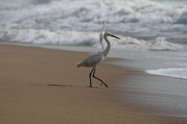 Sabahları Chennai Besant Elliot 'un plajında tek bir beyaz turna kuşu durur, arar ya da balık tutar.