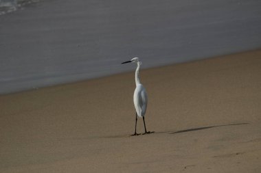 Sabahları Chennai Besant Elliot 'un plajında tek bir beyaz turna kuşu durur, arar ya da balık tutar.