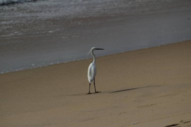 Sabahları Chennai Besant Elliot 'un plajında tek bir beyaz turna kuşu durur, arar ya da balık tutar.