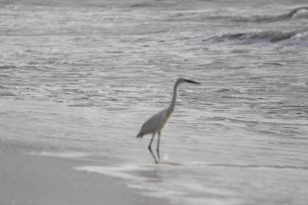 stock image single white crane bird standing or searching or fishing on the beach in the morning at Chennai besant nagar Elliot's beach