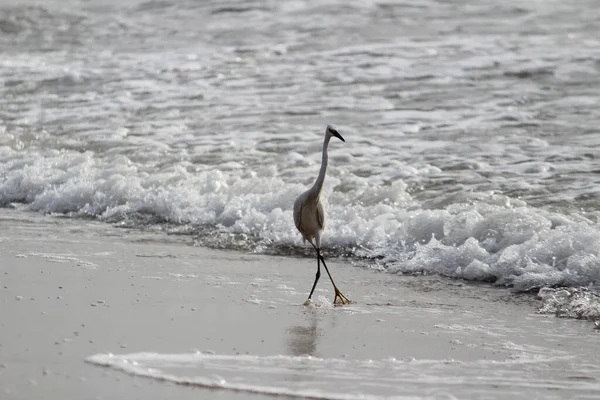 Одинокая Белая Крановая Птица Стоящая Ищущая Ловящая Рыбу Пляже Ченнаи — стоковое фото