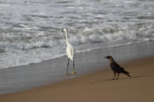 Dois Pássaros Guindaste Procura Pesca Praia Pela Manhã Chennai Besant — Fotografia de Stock