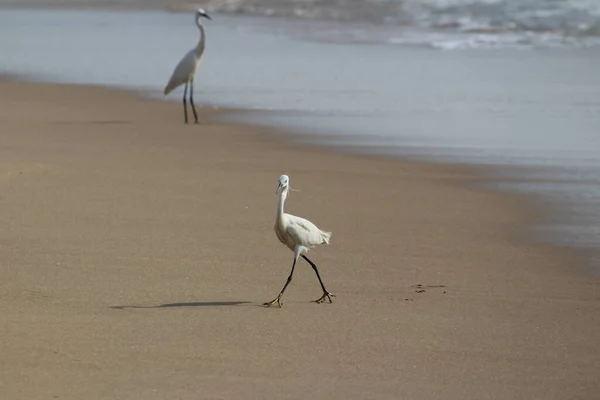 Dos Pájaros Grúa Pie Busca Pesca Playa Por Mañana Playa — Foto de Stock