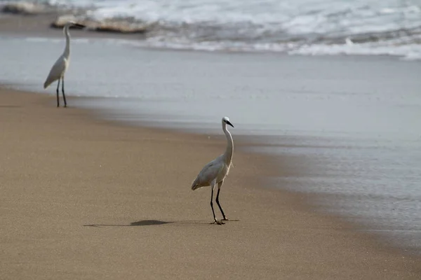 stock image single white crane bird standing or searching or fishing on the beach in the morning at Chennai besant nagar Elliot's beach