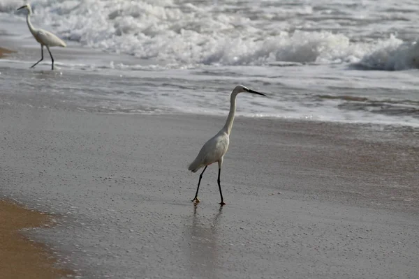 Único Pássaro Guindaste Branco Procura Pesca Praia Pela Manhã Praia — Fotografia de Stock