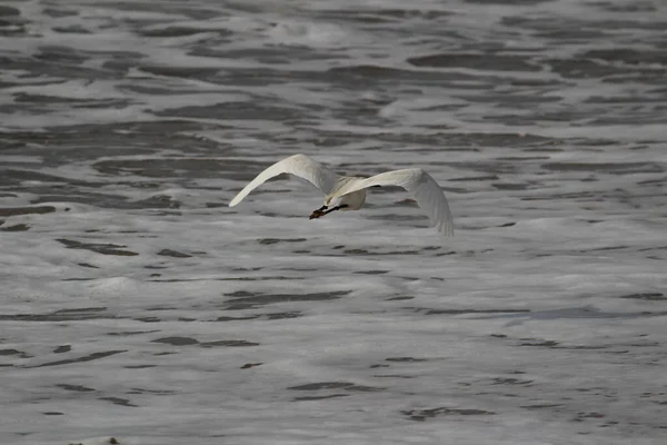 チェンナイ ベストナガー エリオットのビーチで朝に白い鶴の鳥が立っているかビーチで釣りをしている — ストック写真