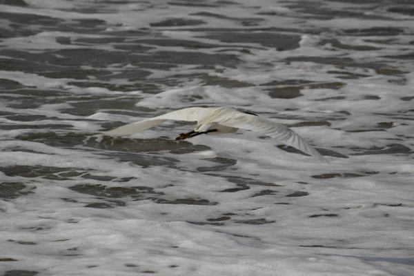 Único Pássaro Guindaste Branco Procura Pesca Praia Pela Manhã Praia — Fotografia de Stock
