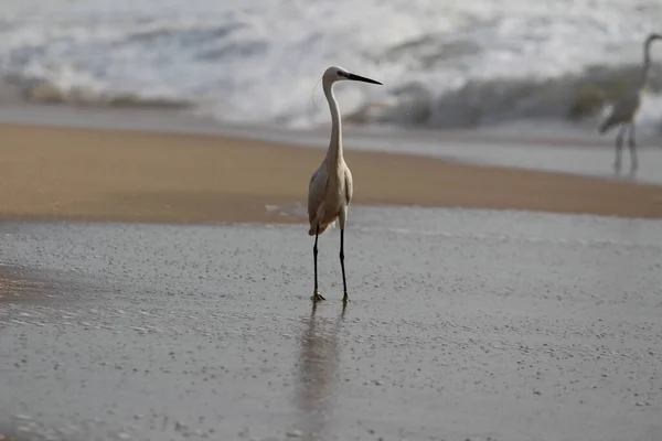 Solo Pájaro Grúa Blanca Pie Busca Pesca Playa Por Mañana — Foto de Stock