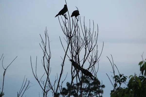 Silueta Cuervos Sentados Árbol Noche Con Poco Luz Luna Aterrador —  Fotos de Stock