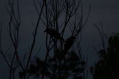 Karga silueti gecenin bir yarısı ağaçta oturuyor. Biraz ay ışığı var ve korkunç görünüyor.