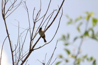 Kırmızı Havalandırmalı Bulbul kuşu ağaçta ya da ağaç dalında oturuyor ve solda görüyor.