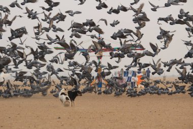 Kumrular veya güvercinler Chennai sahilinde uçuyor..