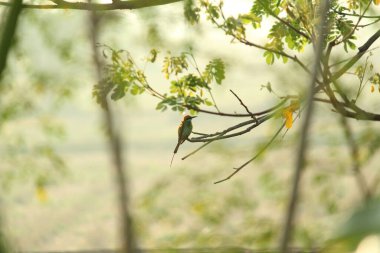 Gökkuşağı Arı Yiyen Sabahları ağaç dalında oturuyor Gün ışığıyla