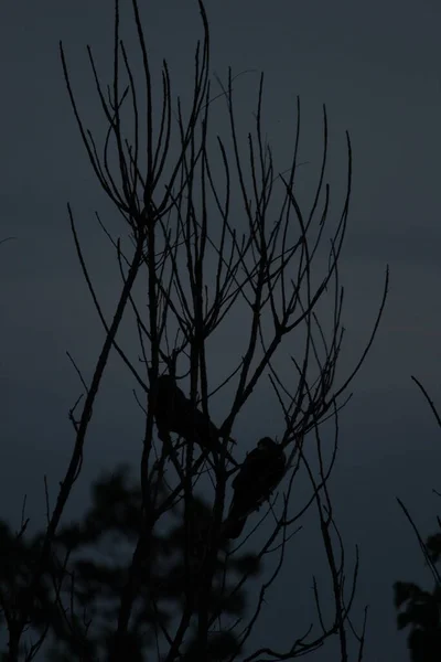 Silueta Cuervos Sentados Árbol Noche Con Poco Luz Luna Aterrador — Foto de Stock